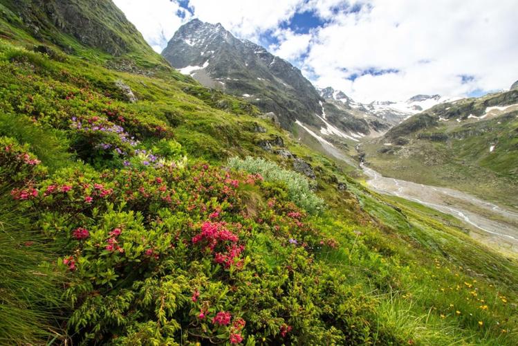 Alpine plants dying off despite mountain summits getting greener, reveals study