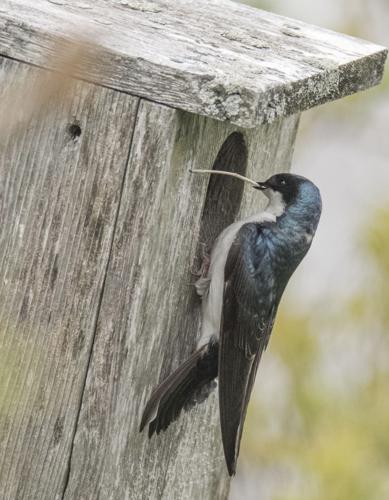 05-16 LS Tree Swallow.jpg