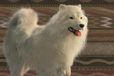Indigenous Coast Salish women wove woolly dogs' fur into blankets. Artist's reconstruction by Karen Carr