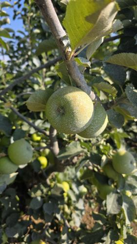 Farmer has to use suncream on apples to prevent them from cooking in heatwave