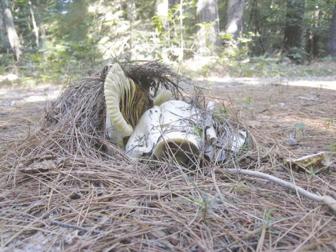 mushroom time