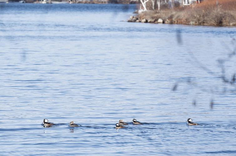 Hooded mergansers
