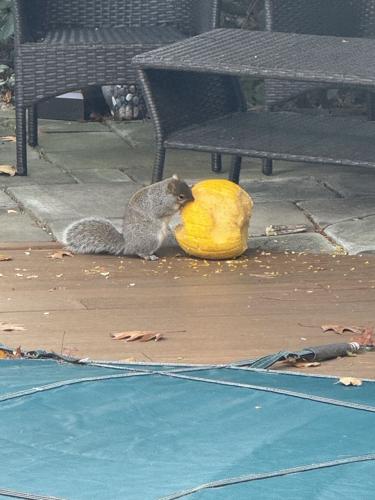 Reader Pics: Nov. 25