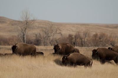 Bison walk through part of the American Prairie land in Montana.
              AP Photo/Matt Brown