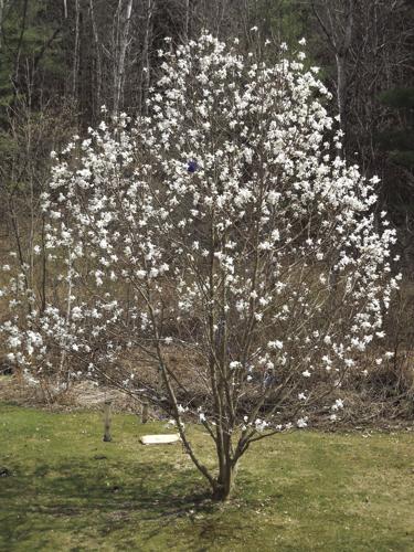 Merrill magnolia