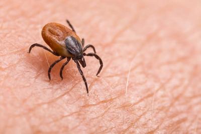 Pennsylvania consistently ranks among the top three states in the country for reported Lyme disease cases each year.