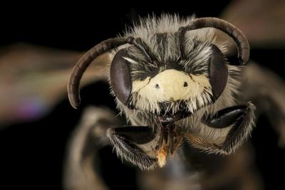 This wild ground bee, _Andrena nothoscordi_, is typically found in the U.S. Midwest and Southeast and loves false garlic flowers.