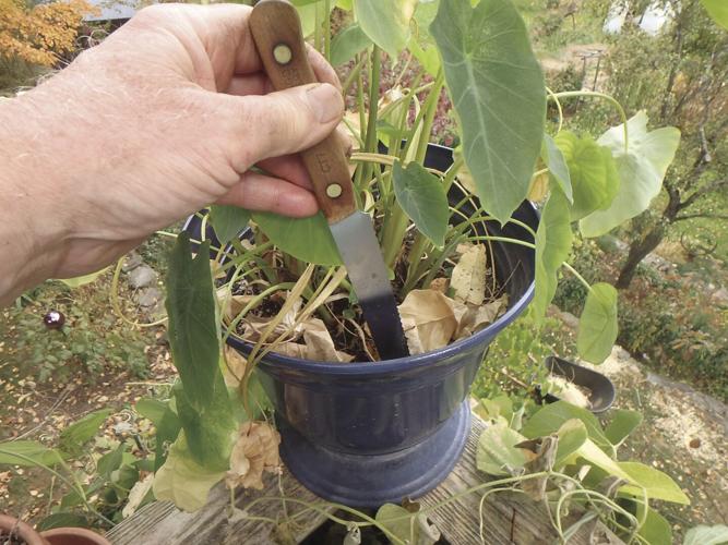 10-03 HOME A bread knife can help loosen soil attached to a flower pot.jpg