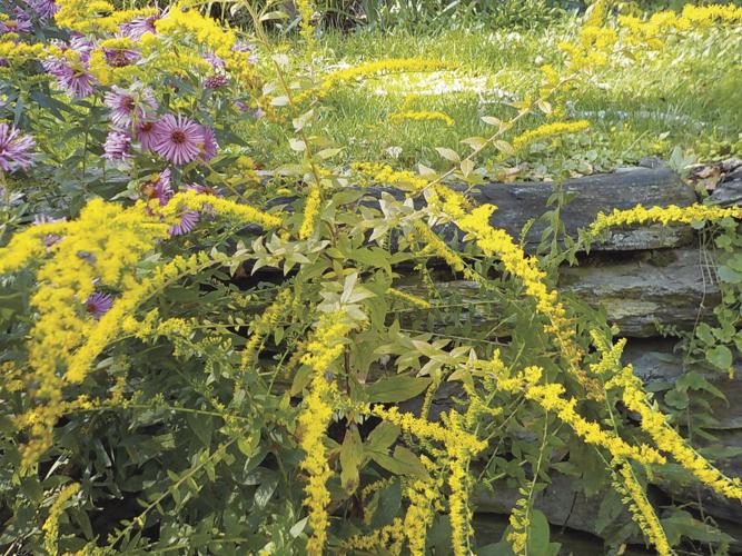 'Fireworks' goldenrod