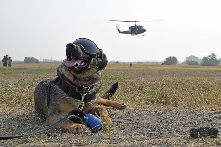 Tech firm raises $200m to breed genetically enhanced dogs for US military