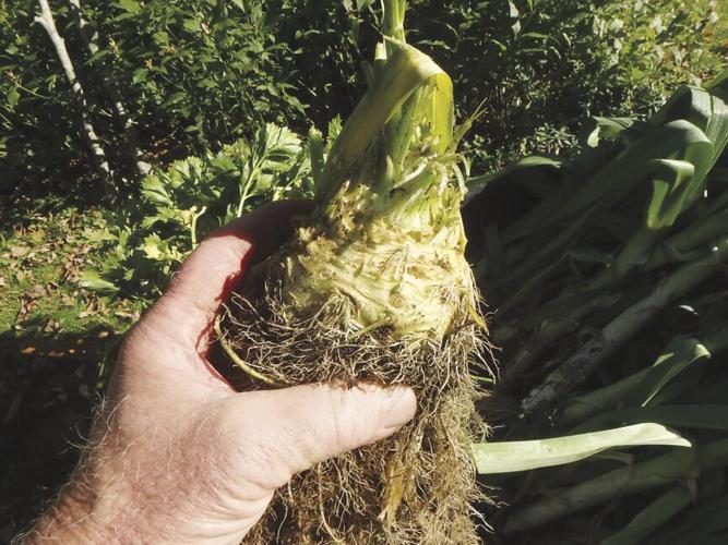 celeriac