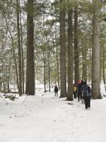 Learn to identify trees in winter