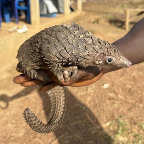 Tiny DNA samples can “pinpoint” hotspots of the illegal wildlife trade