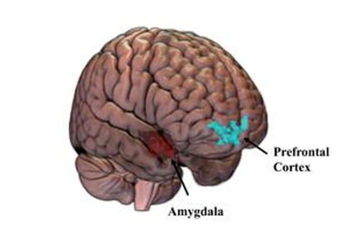 Many sexual assault victims also suffer a form of brain damage, reveals research