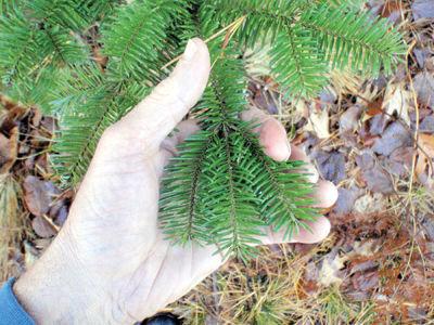 Stalking The Wild Christmas Tree Local News Laconiadailysun Com