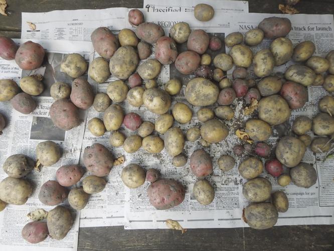 potatoes