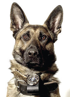 K-9 Vito