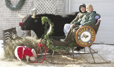 Scottish Highlander steer