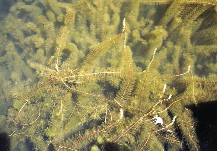 MILFOIL