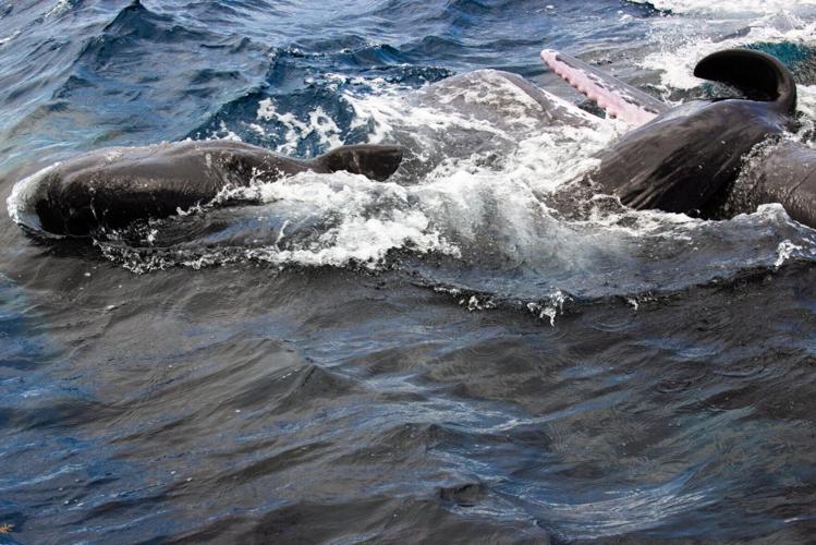 Giving birth is a family affair for whales, reveals new research