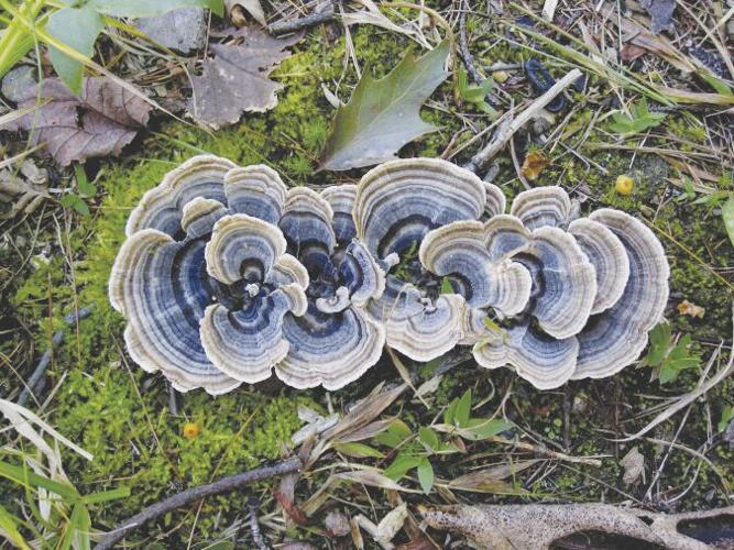 Turkey Tail