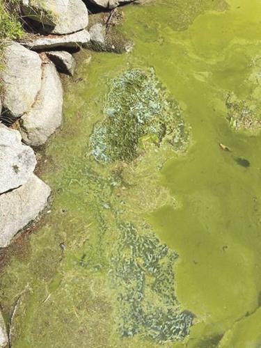 Cyanobacteria bloom at Dolly Island