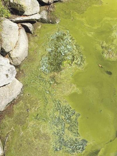 Cyanobacteria bloom at Dolly Island