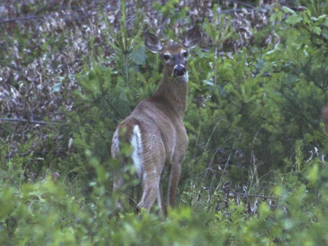 A deer on alert stops its  browsing.