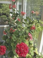 The resilient geranium