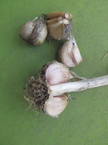 Hardneck garlic