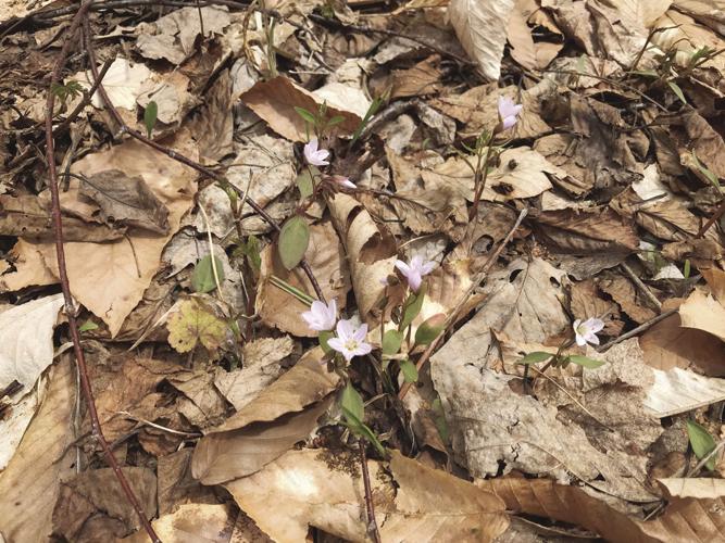 05-15 OUTDOORS IMG_0062.jpg