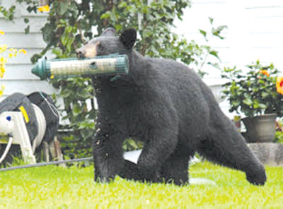 Fish & Game Dept. says take down bird feeders earlier this year
