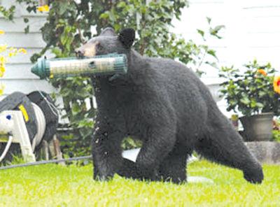 Fish Game Dept Says Take Down Bird Feeders Earlier This Year