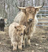 FROM THE FARM - Manure for the garden