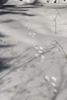 SLA to host Snowshoes and Snowshoe Hares outdoor adventure