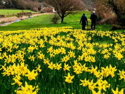 daffodils_featured