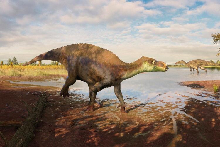 Dinosaur identified as new species 25 years after it was unearthed at brick works