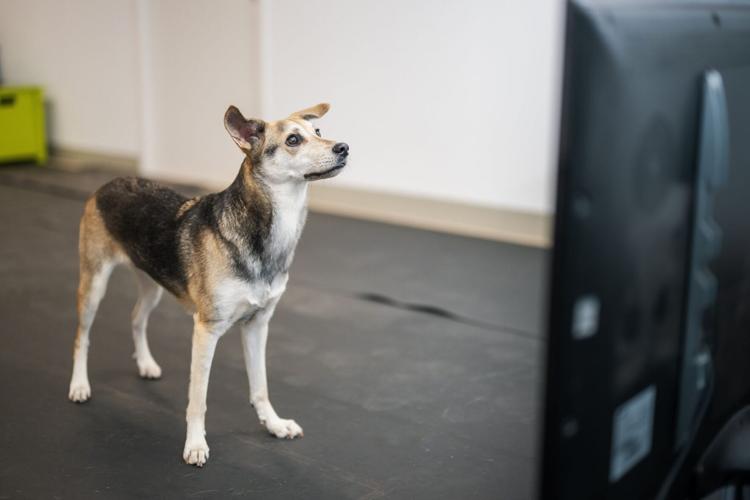 Dogs can be “destabilised” by hearing angry human voices, reveals new research