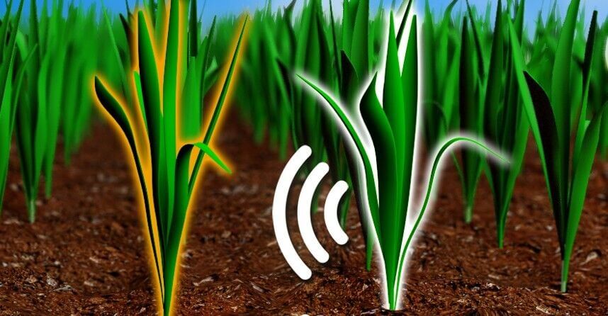 plants-spy-on-t–1551583