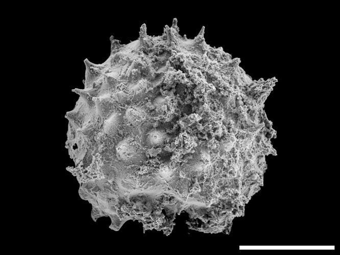 Animals may have evolved 200 million years earlier than fossil evidence suggests