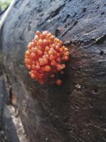 SLA to host program on foraging for fungi