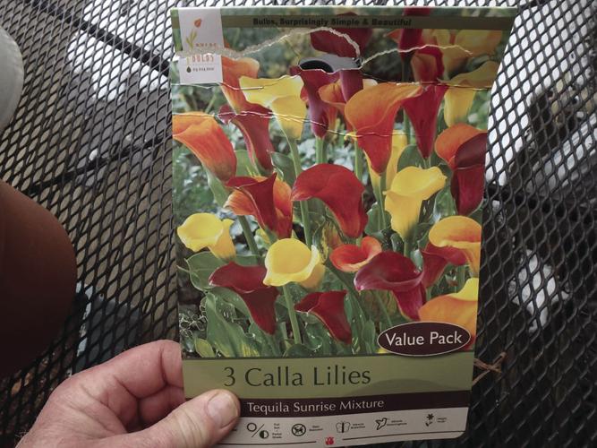 04-04 HOME Calla lilies come in various colors and white.jpg