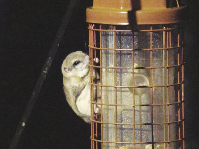 Flying squirrel on a midnight raid