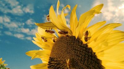 From Hive to Home, Ethically: Busy Bee Raw Honey