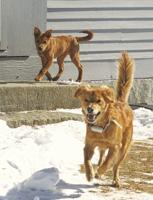 Under the stars with my dogs