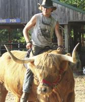 Cows with big horns have nothing to prove