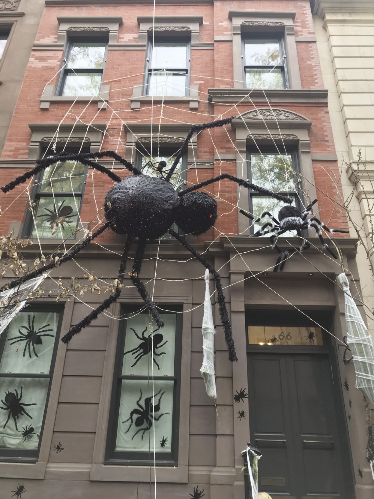 spider