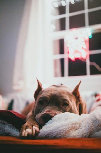 pexels-theshuttervision-34997871