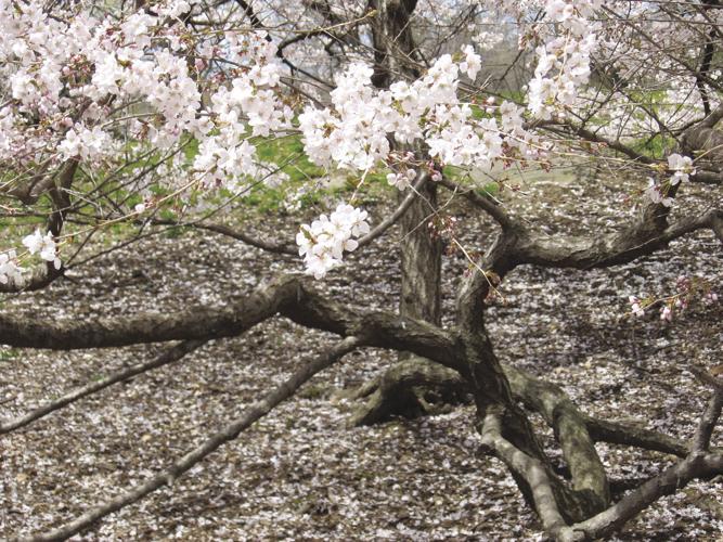 04-23 LS howard 2.jpg