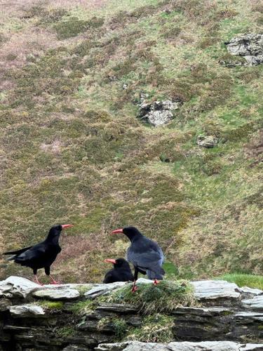 King Arthur’s birds return to Tintagel Castle after 100 year absence